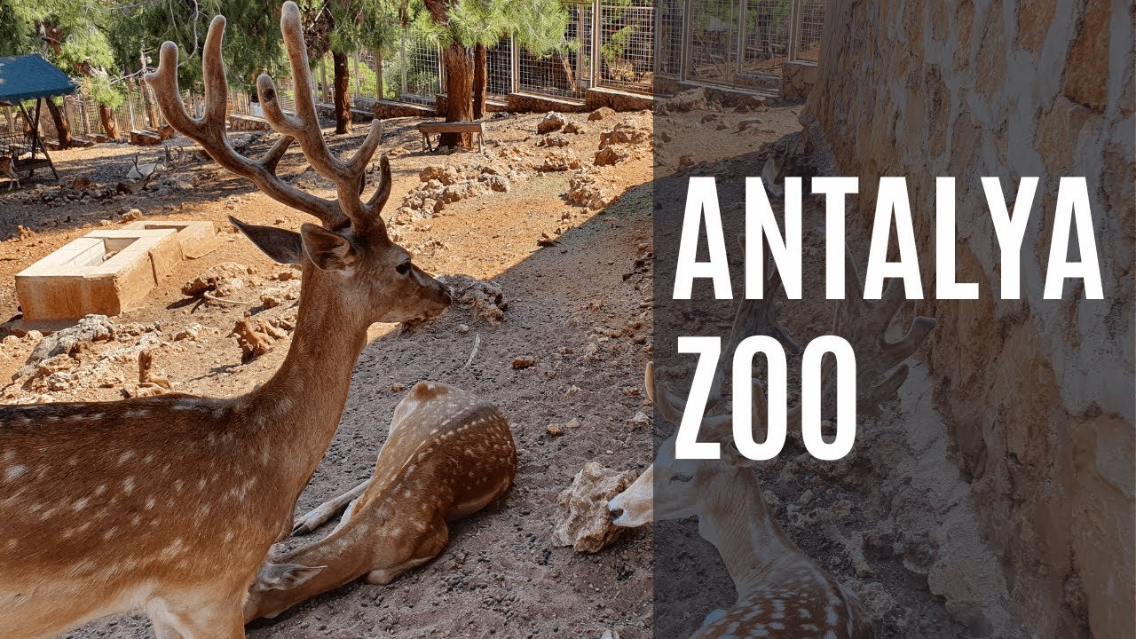 Zoo of antalya
